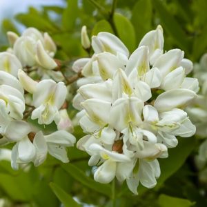 Sorbet Fleur d&rsquo;Acacia