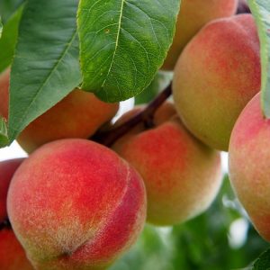 Sorbet Pêche